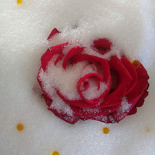 How To Dry Flowers Using Silica Gel